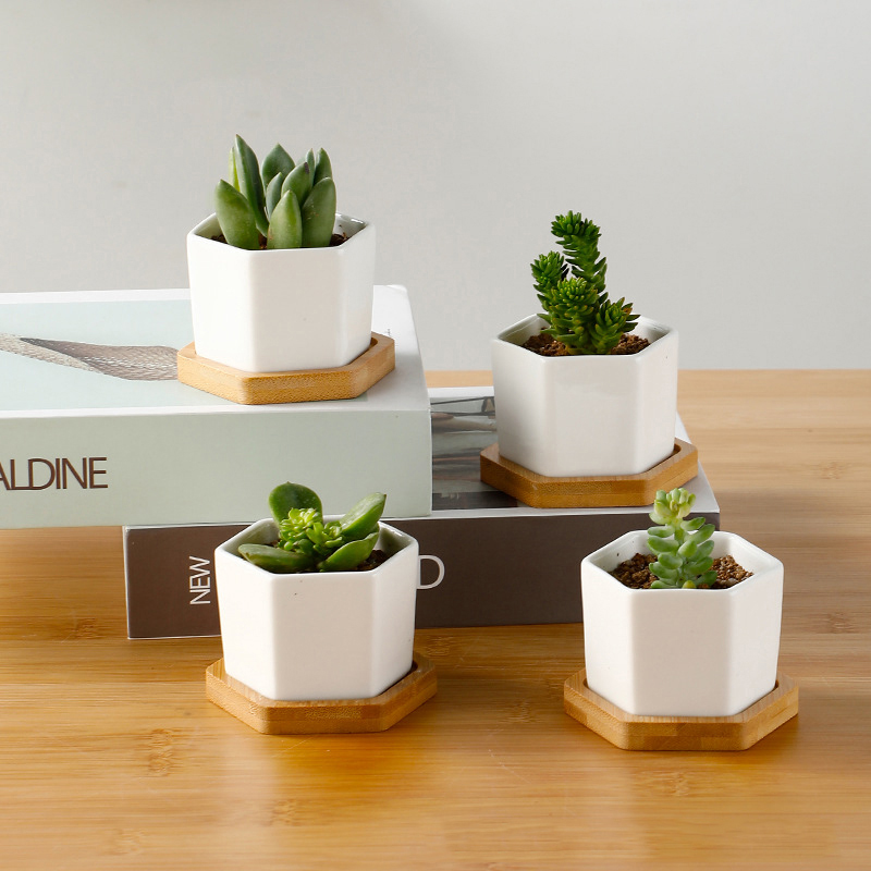 Aloe Vera Pot - Pot de fleurs en céramique hexagonale
