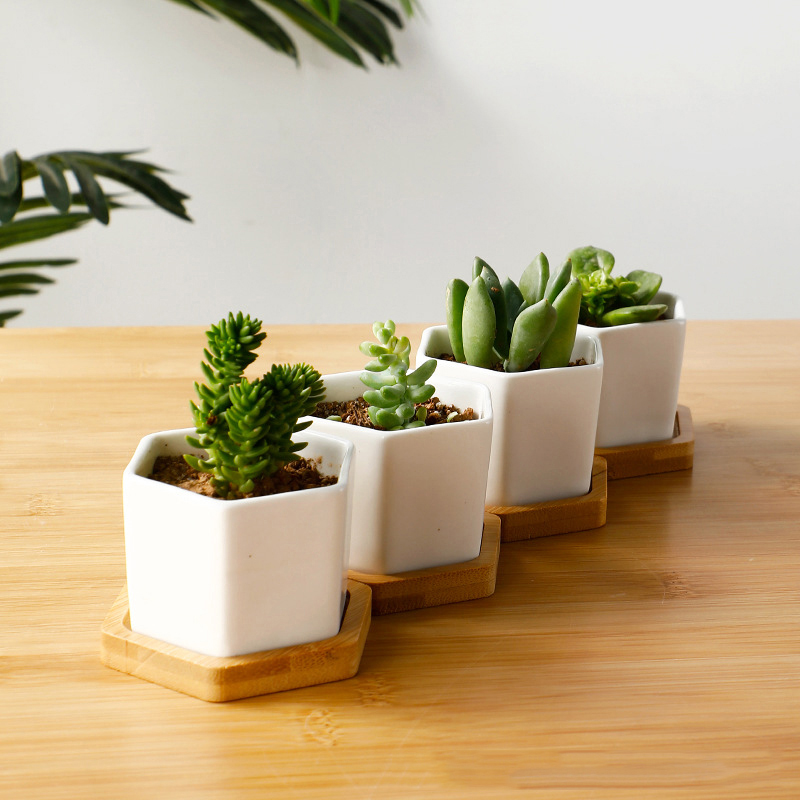 Pot de fleurs en céramique hex - Aloe Vera Pot avis et prix