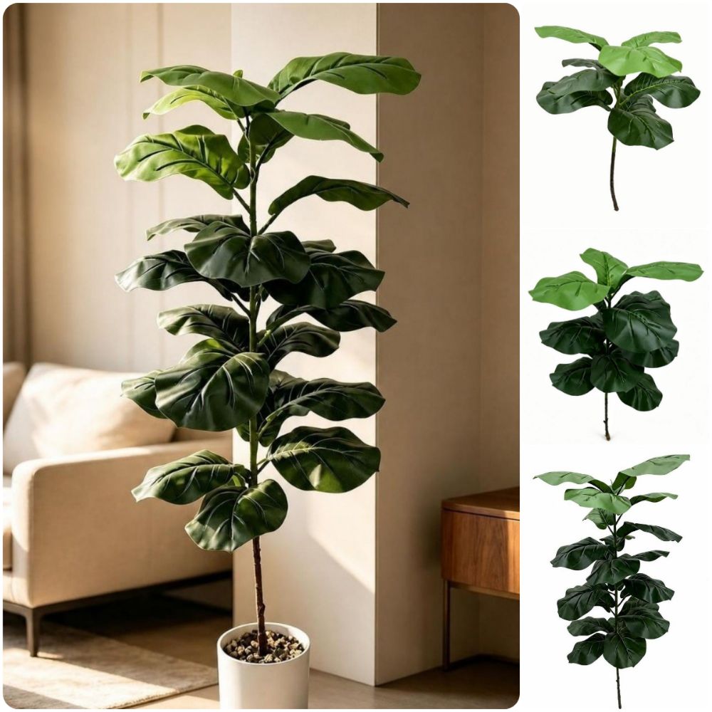 9/15/23 Feuilles de Ficus Lyra - Ficus Lyrata Tree avis et prix