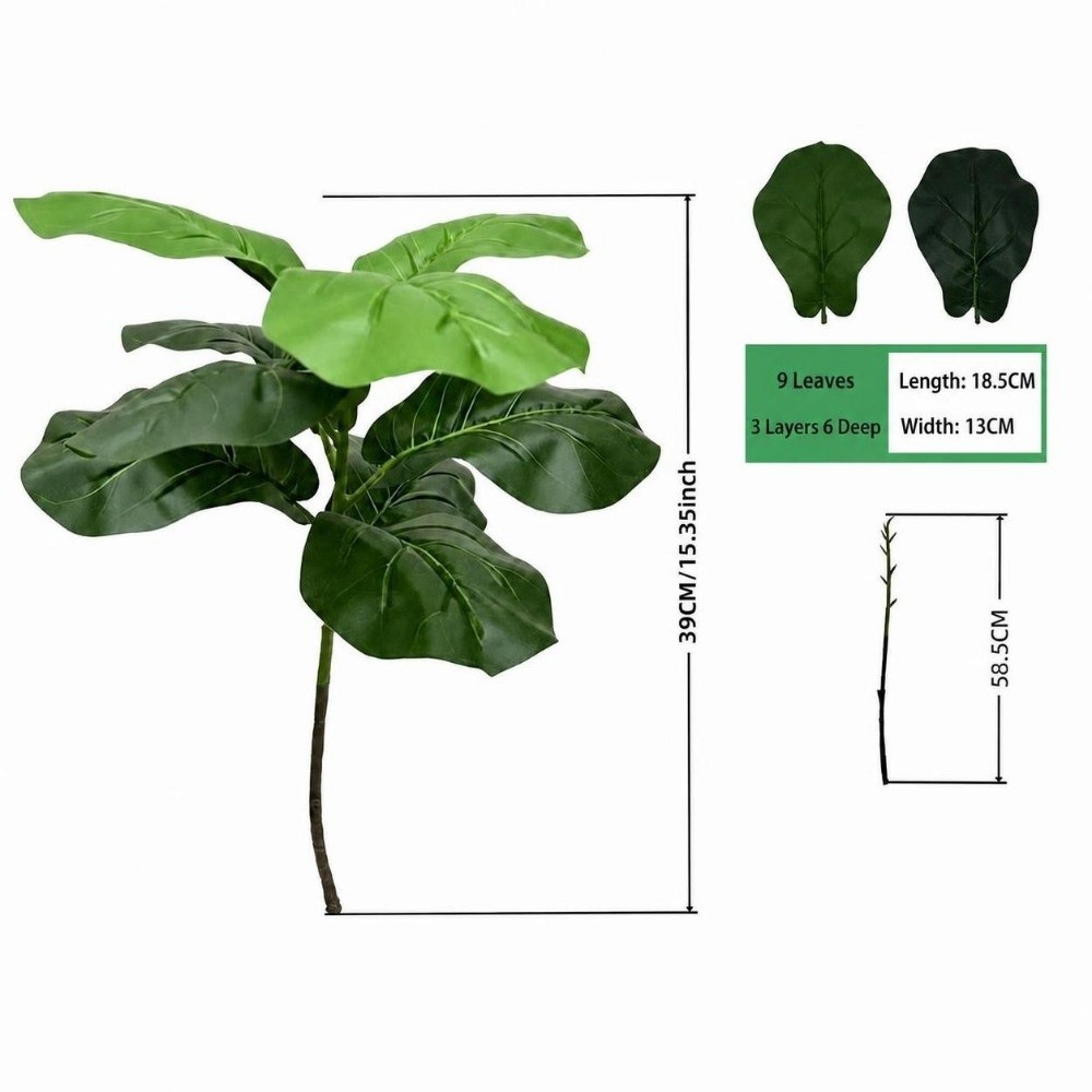 9/15/23 Feuilles de Ficus Lyra - Ficus Lyrata Tree avis et prix