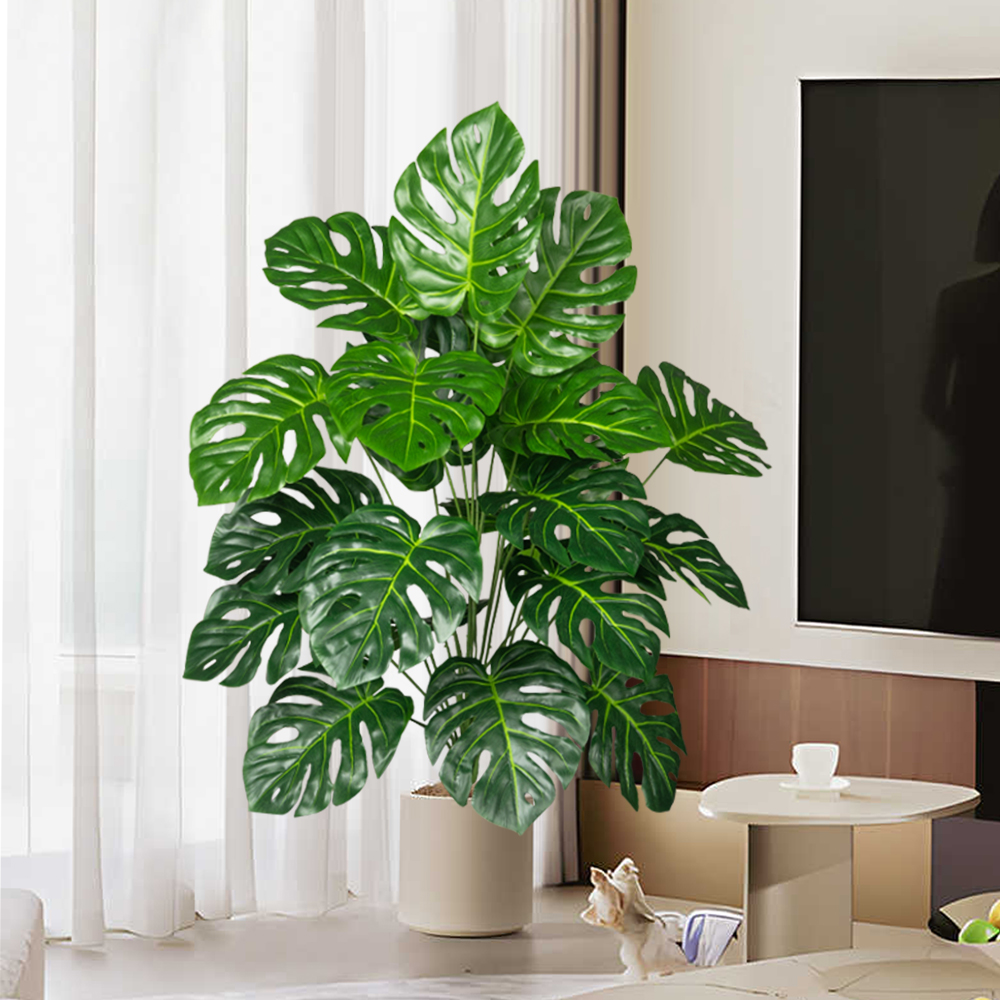 Palmier Monstera Él70-100cm, f - Dracaena Marginata avis et prix