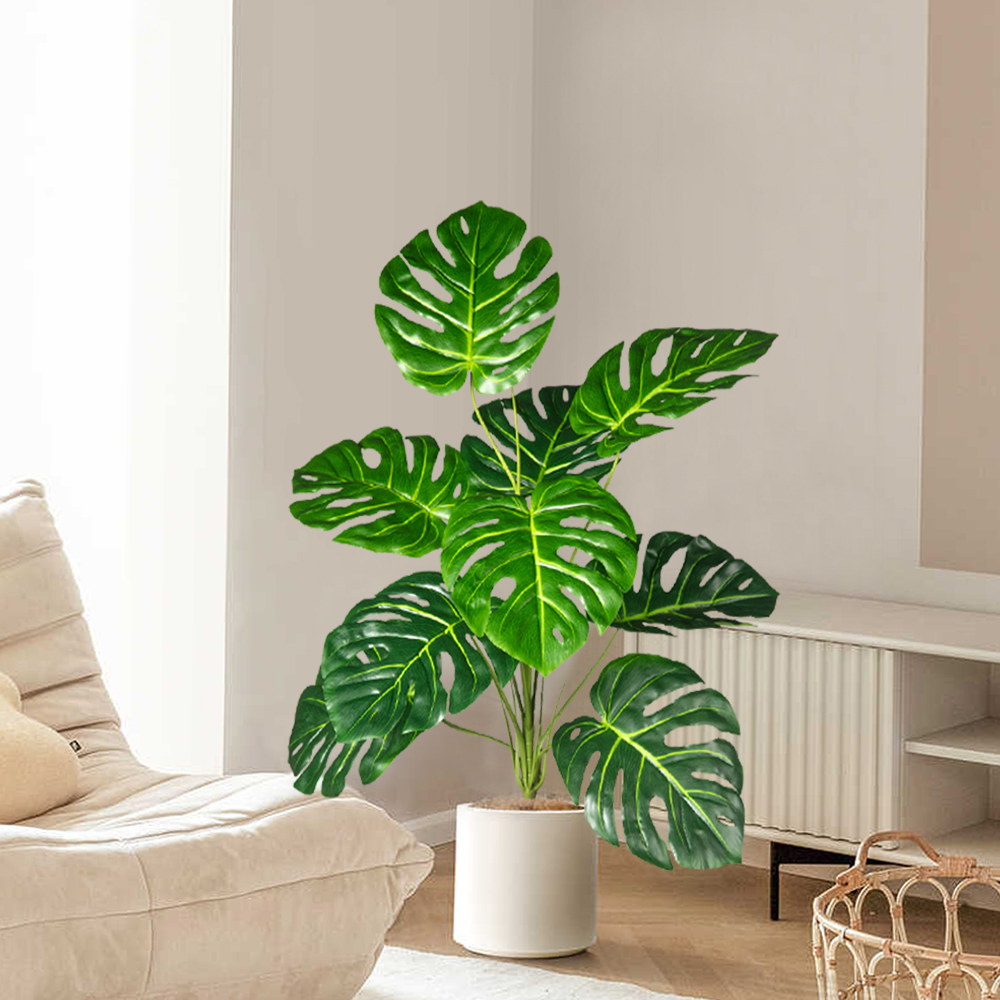 Palmier Monstera Él70-100cm, f - Dracaena Marginata avis et prix
