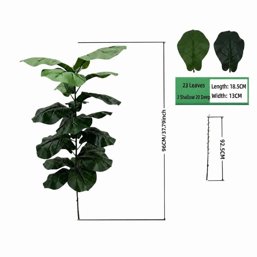 9/15/23 Feuilles de Ficus Lyra - Ficus Lyrata Tree avis et prix