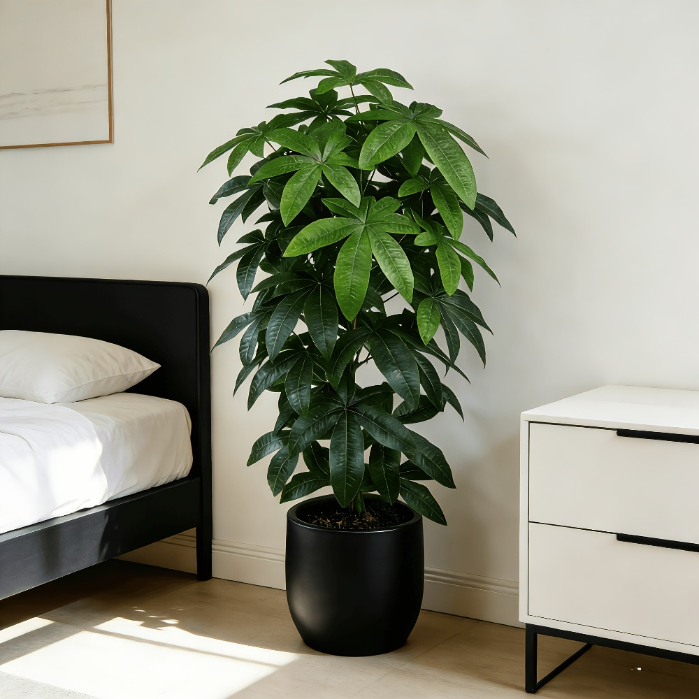 Un arbre à monnaie artificiel  - Dracaena Marginata avis et prix
